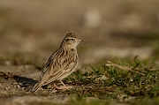 Short-toed lark